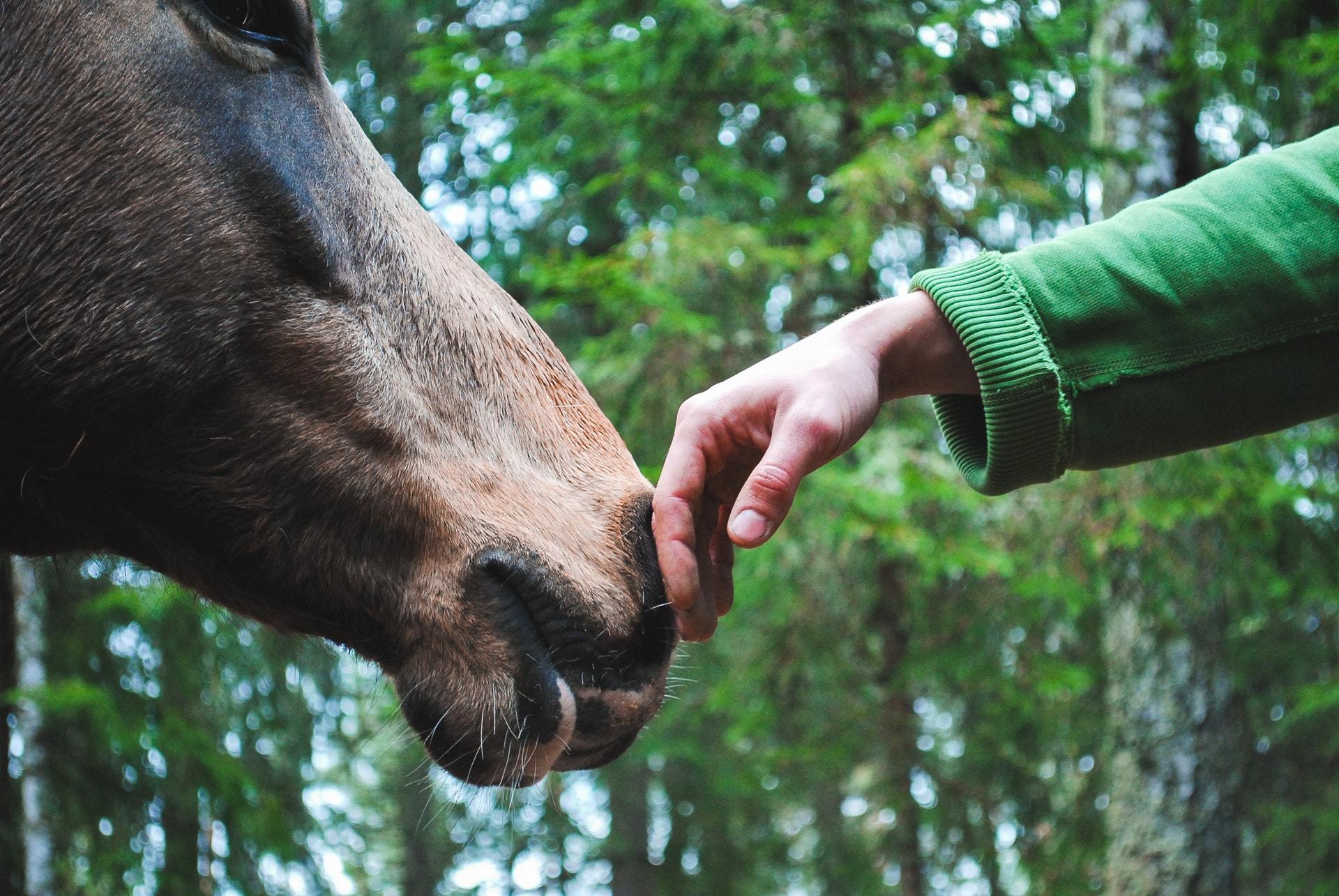 Horse's nose touching a hand 