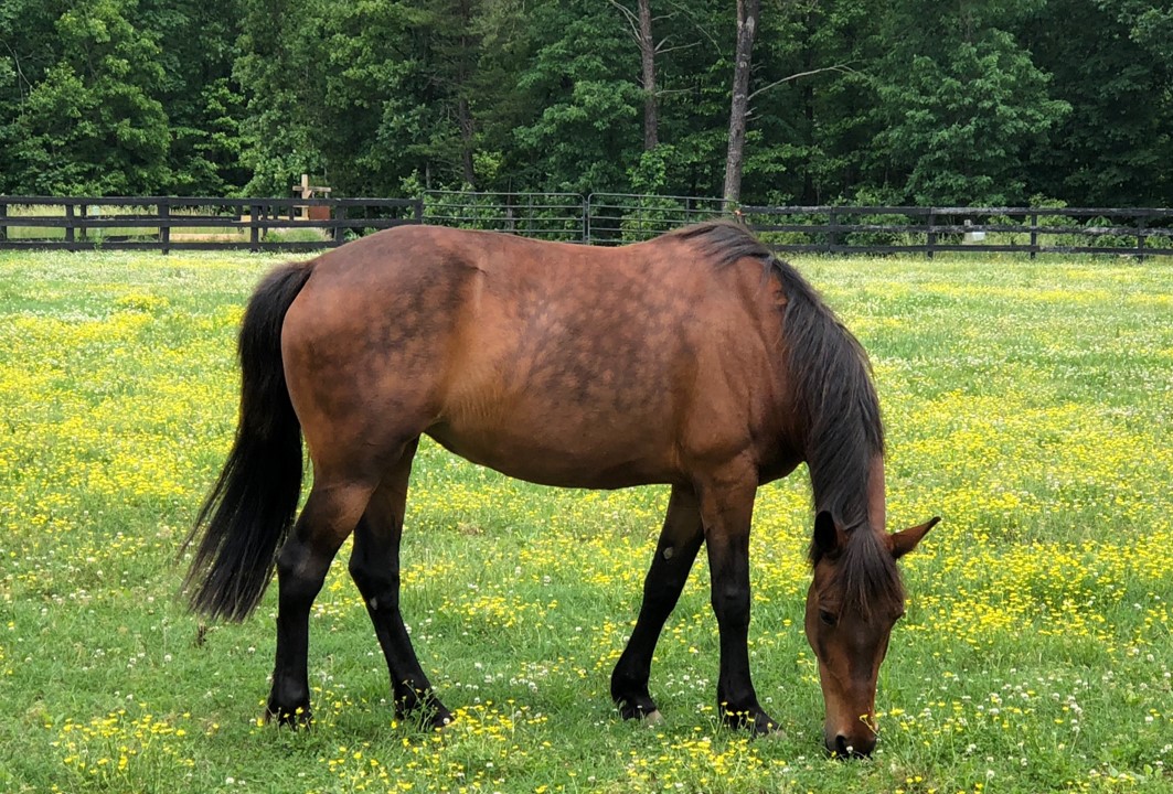 Brown horse grazing in a field with yellow flowers.