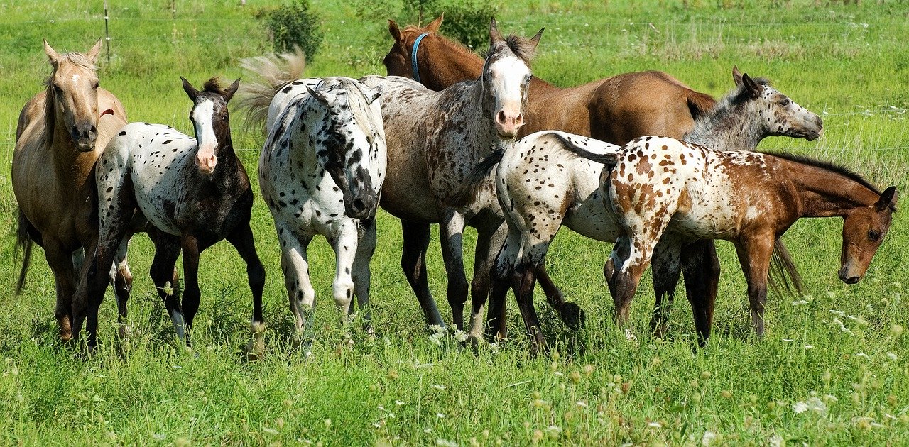 A herd of horses grazing