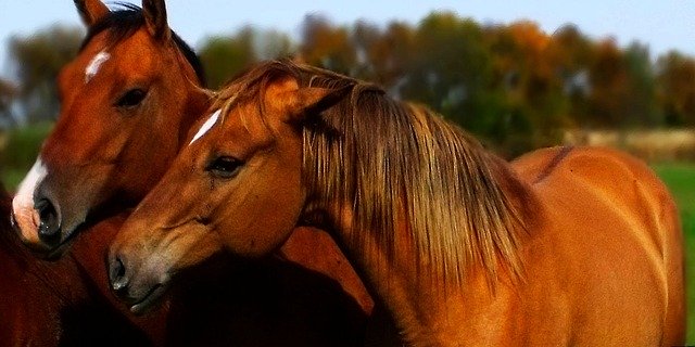 horse pinning its ears at another horse