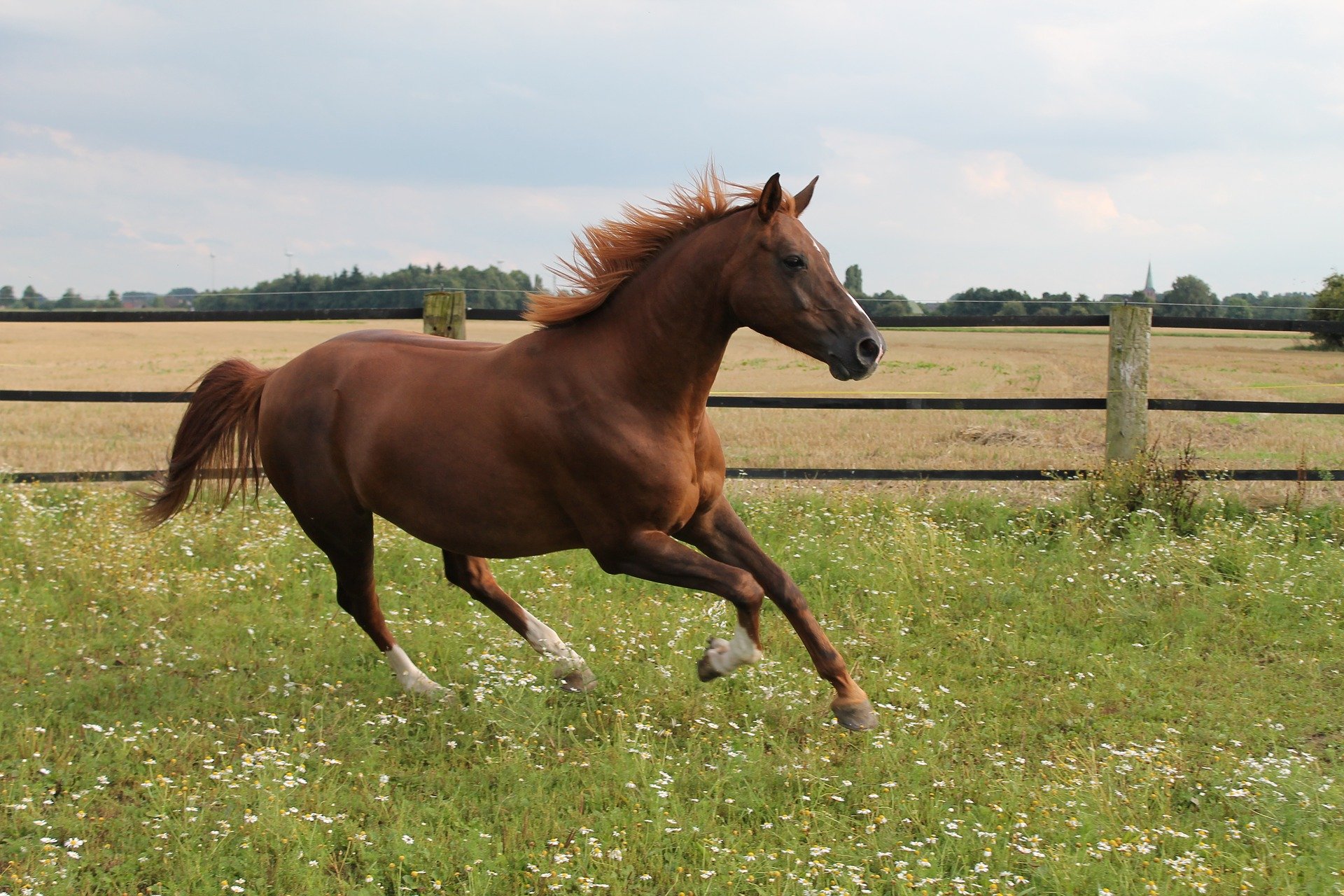 Horse running in a field