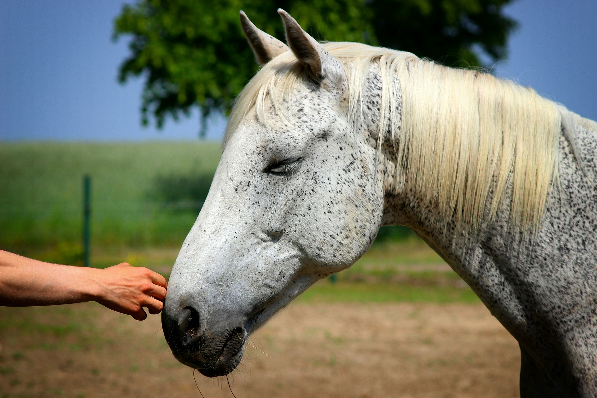 Horse touching a hand with its nose