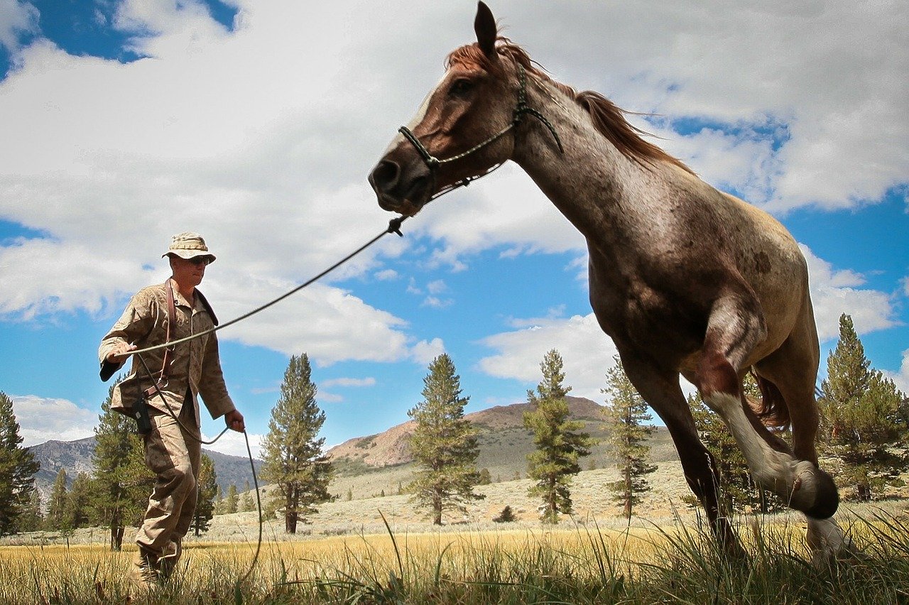 Man lunging a tan horse