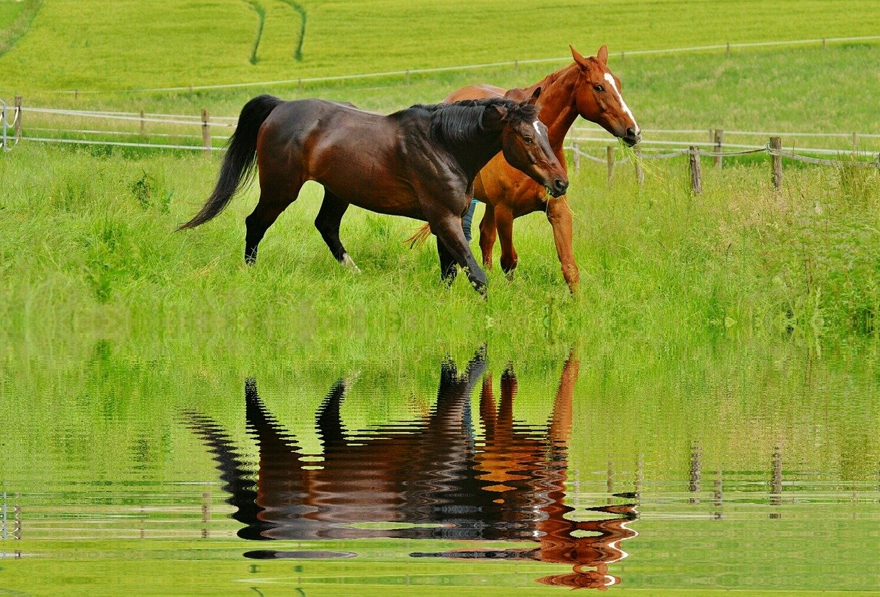 A black horse and a chestnut horse in a green field next to a pond.