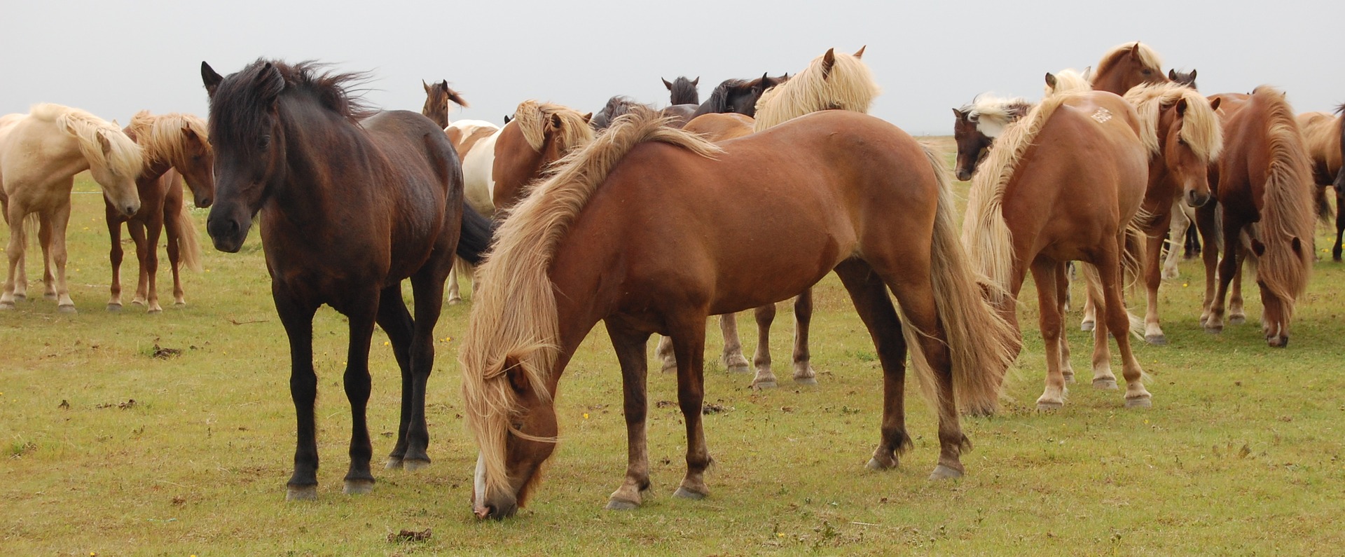 herd of horses grazing