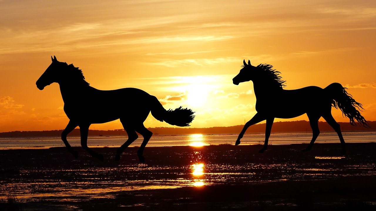 Two horses running on a beach at sunset.