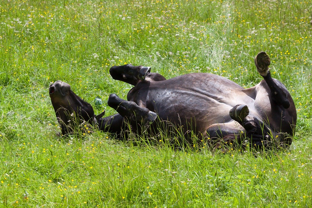 A black horse rolling in a lush pasture.