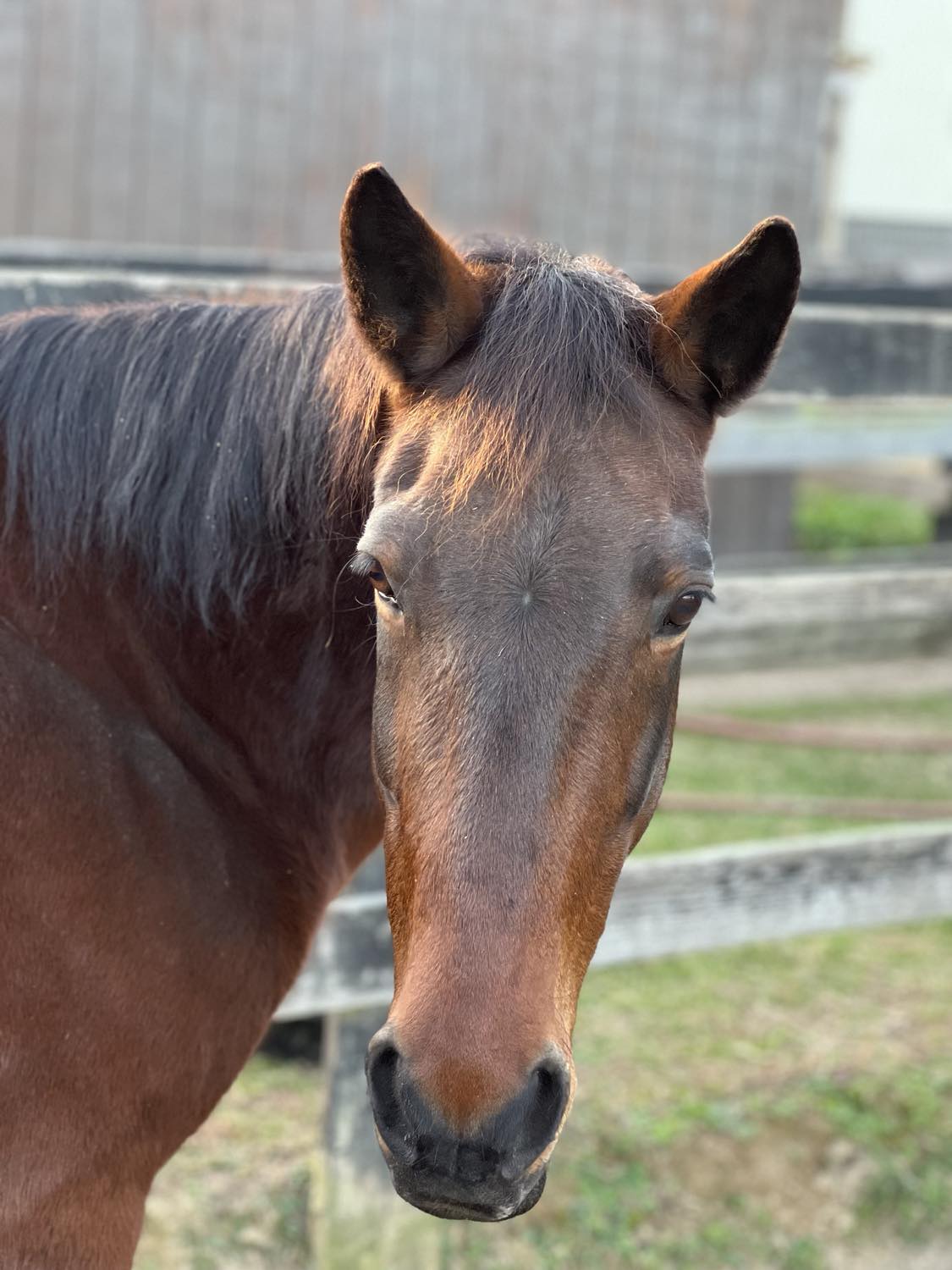 Close-up of the face and neck of a brown horse