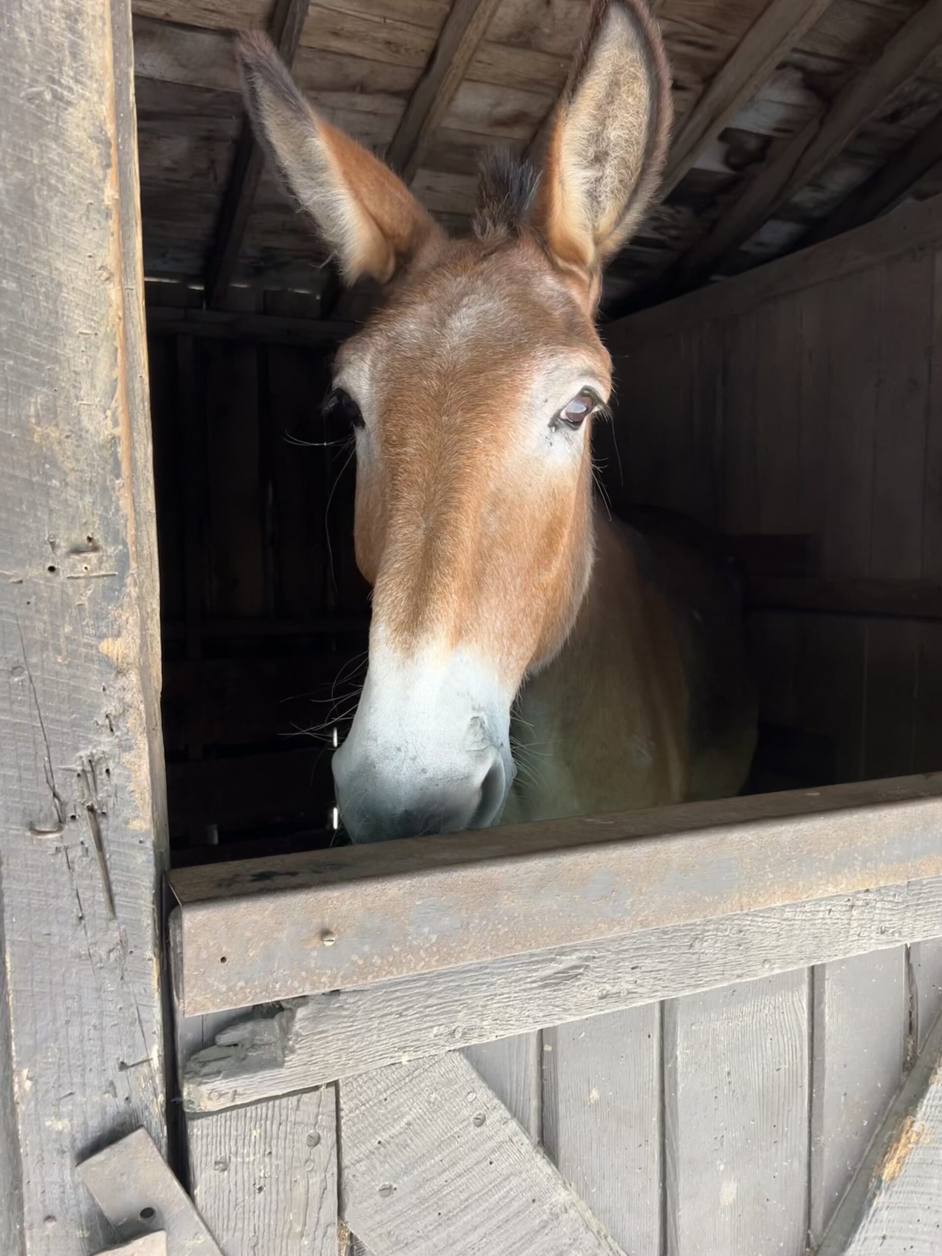 A mule standing in a stall