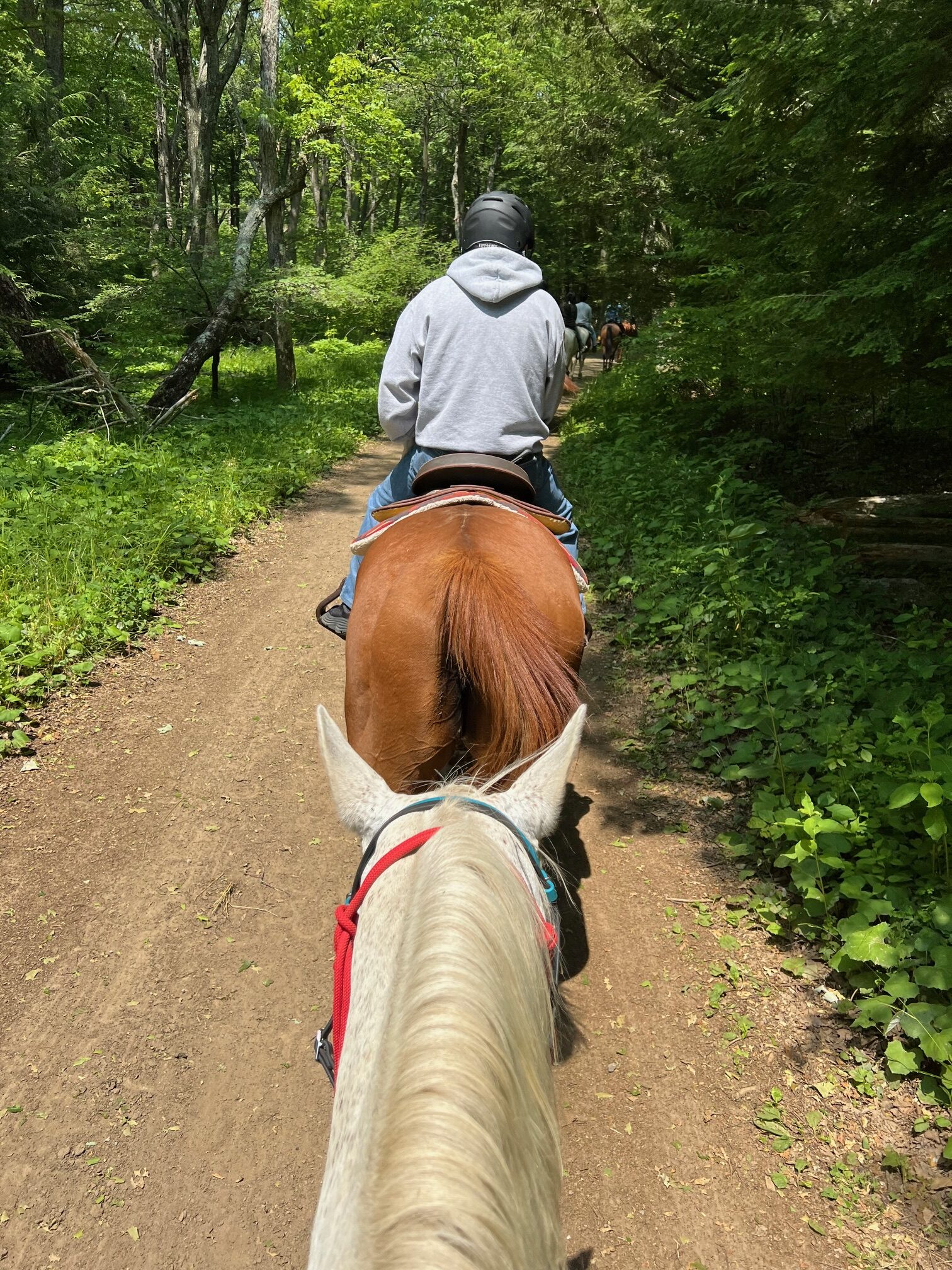 A rider's view of a line of horses on a trail ride.