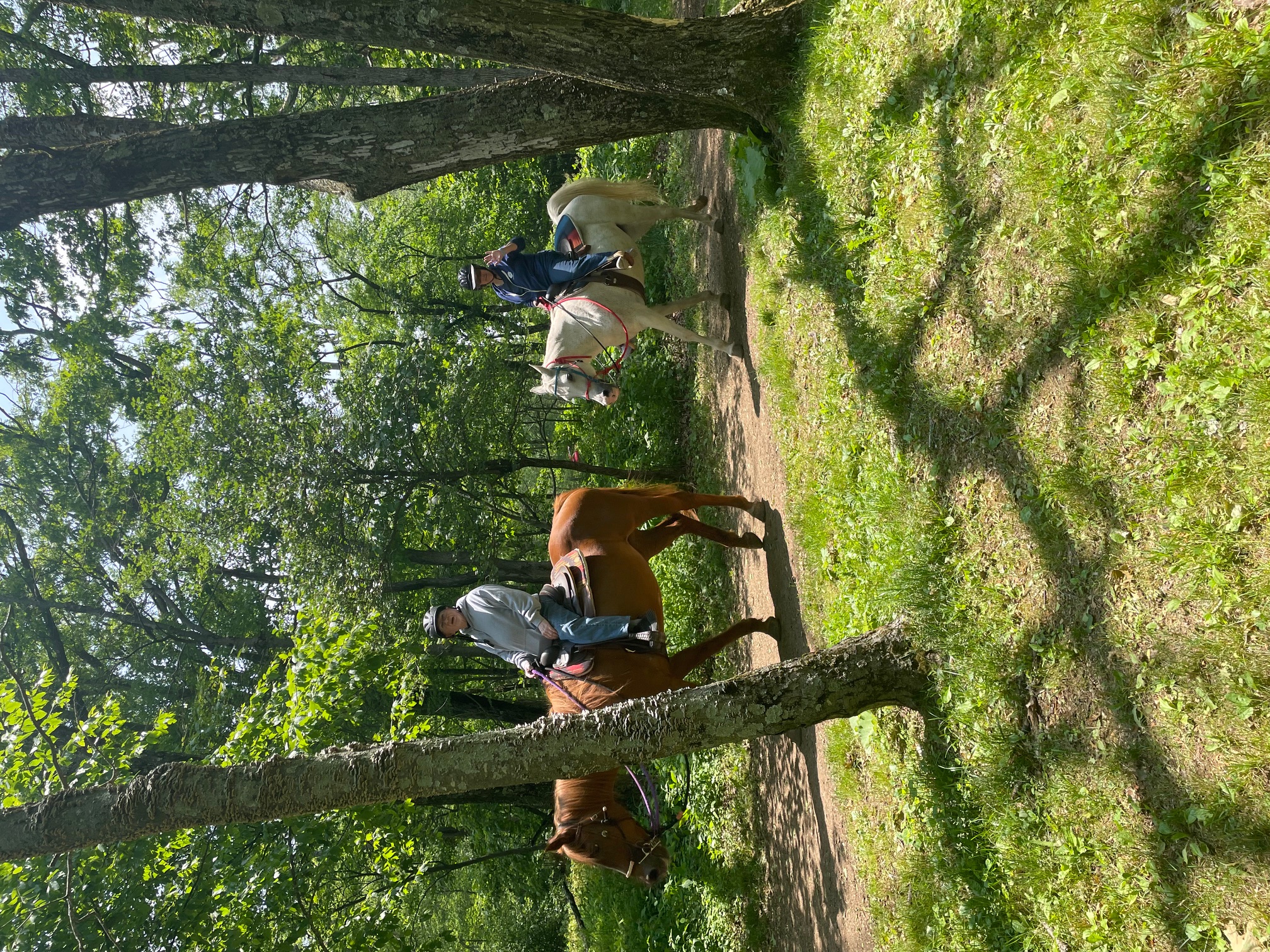 A man riding a chestnut horse and a woman riding a white horse on a forest trail